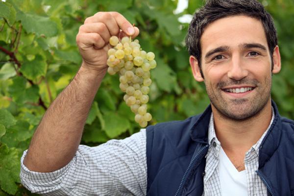 l’Organismo di controllo per la certificazione dei vini l’Organismo di controllo per la certificazione dei vini