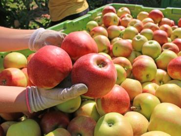 frutticoltura frutticoltura