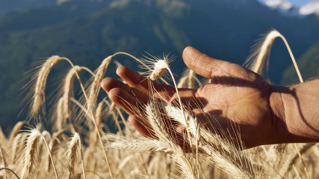 La domanda di regiograno continua a crescere, per questo si vogliono incoraggiare più agricoltori e panificatori a collaborare al progetto.