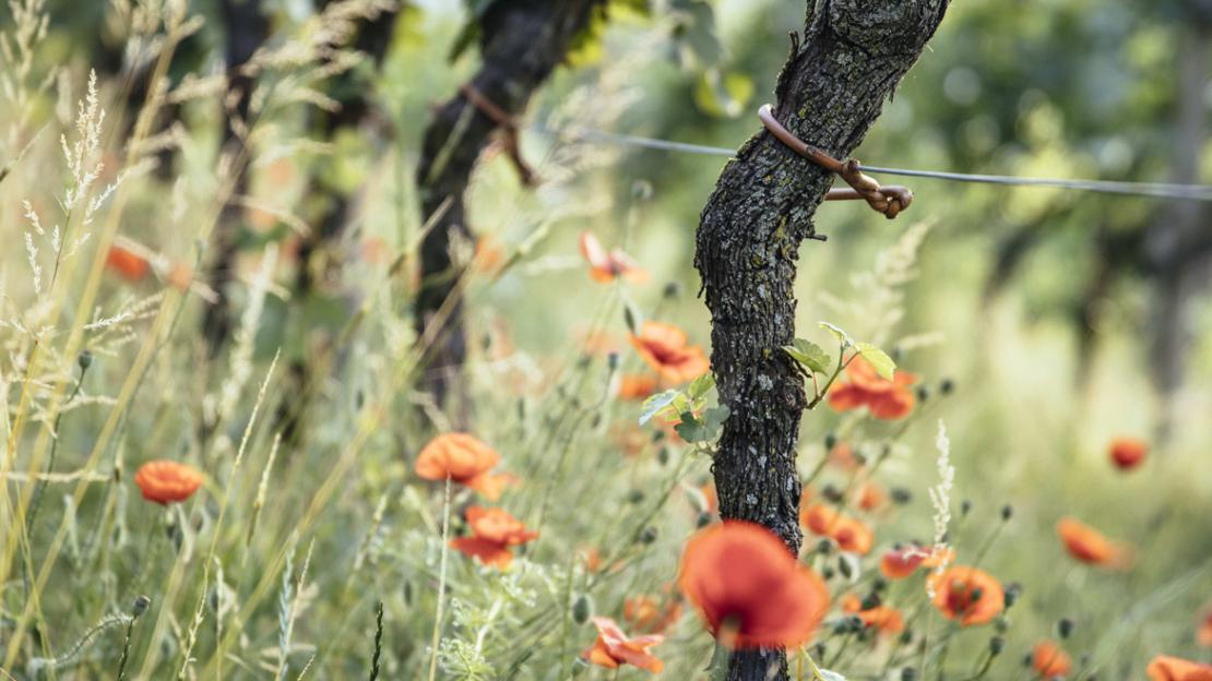 Per il Consorzio Vini Alto Adige la gestione sostenibile è un obiettivo importante.